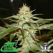 True Canna Genetics Sagans Star